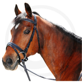 Reithalfter Schwarz (Warmblut) (58032172) Granit